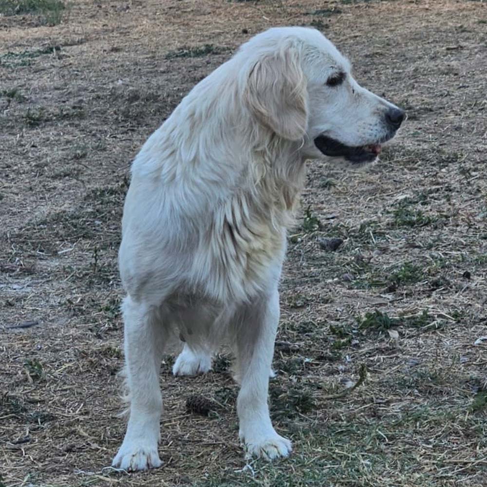 Golden Retriever Ariel