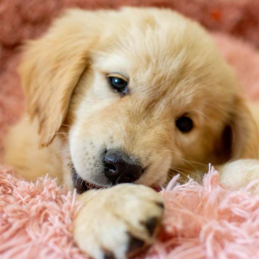 Golden Retriever Nora