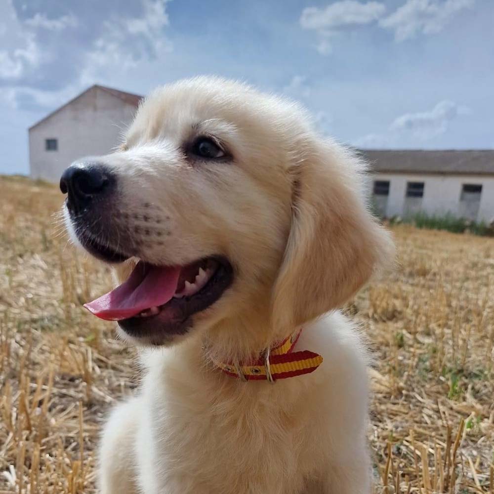 Golden Retriever Odin