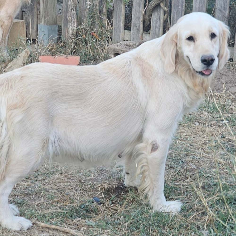 Golden Retriever Sheu Hembra