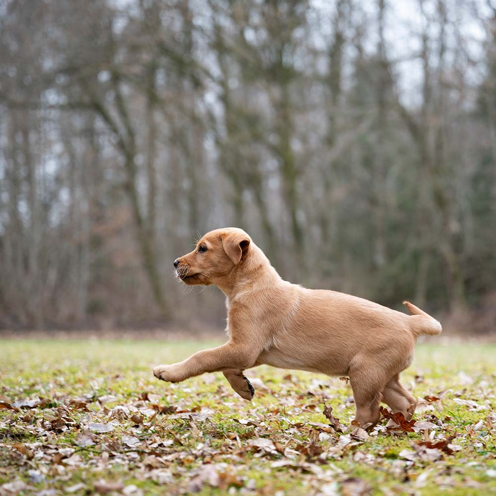 adorable golden retriever cachorro