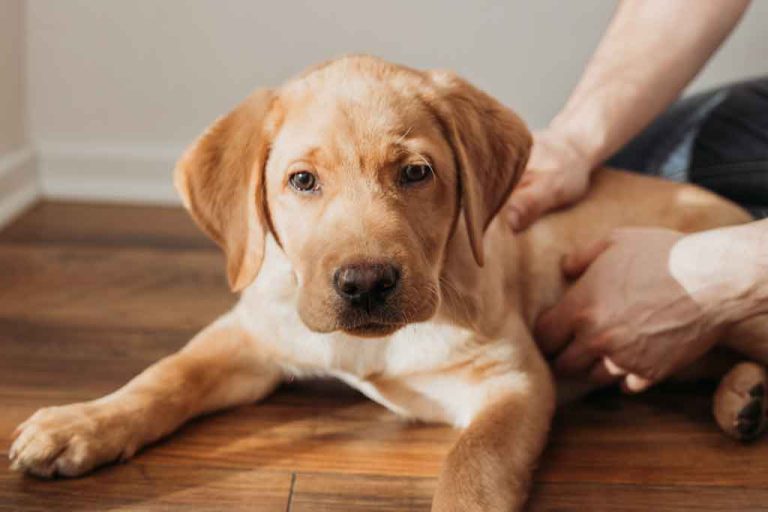 cahorro golden retriever