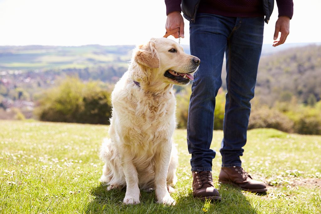 golden retriever pienso dialpet