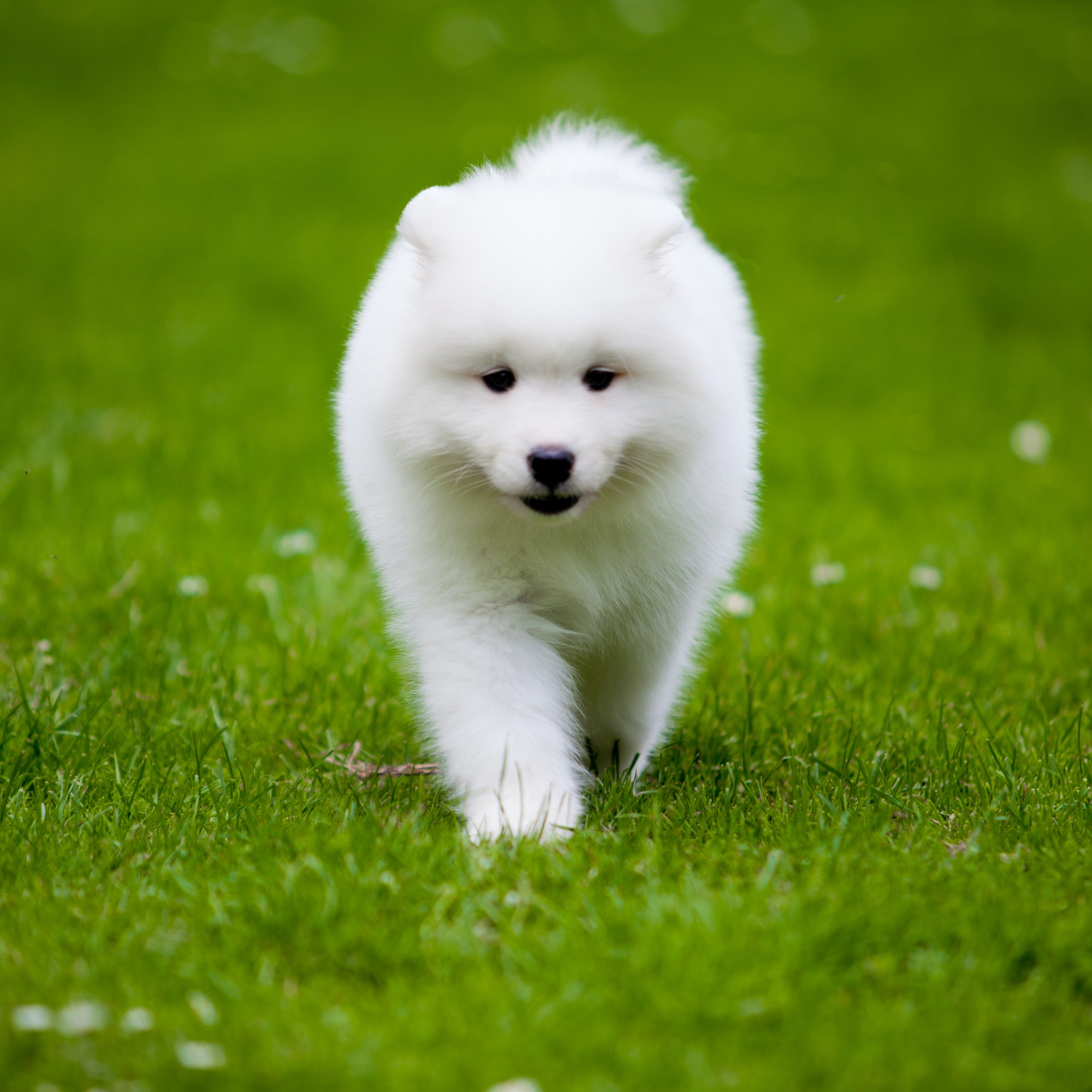 samoyed dog 1