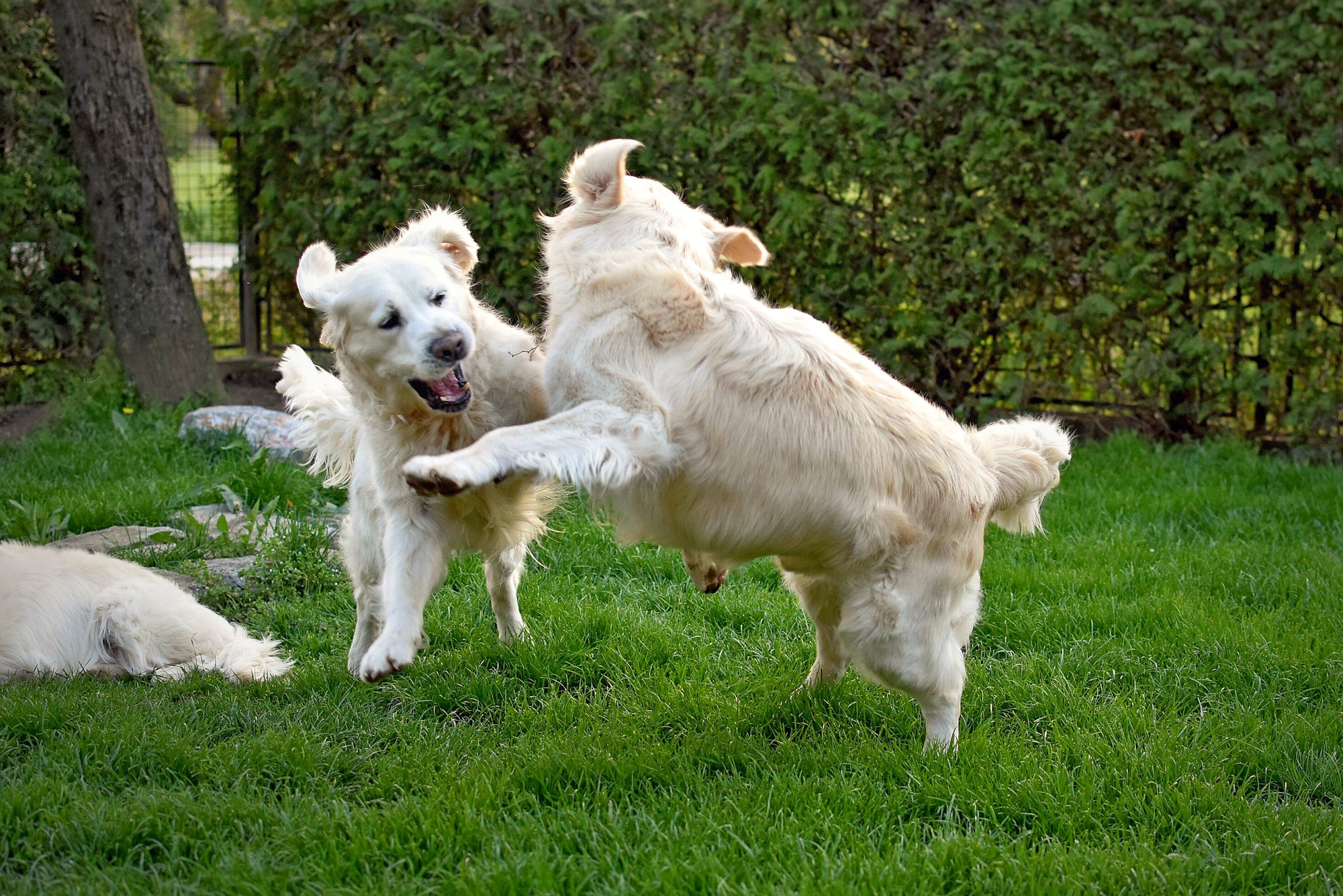 two golden retriever dogs playing outside in the backyard