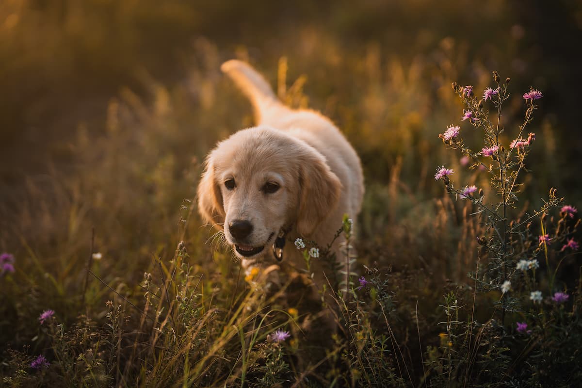 displasia de cadera en golden retriever