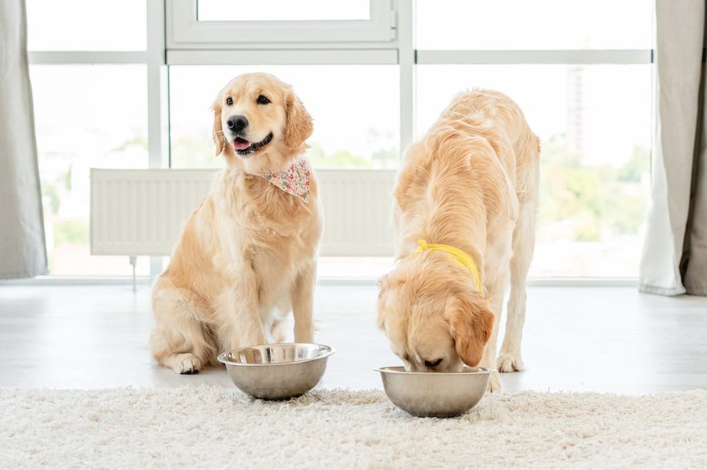 nutrición en perro golden retriever