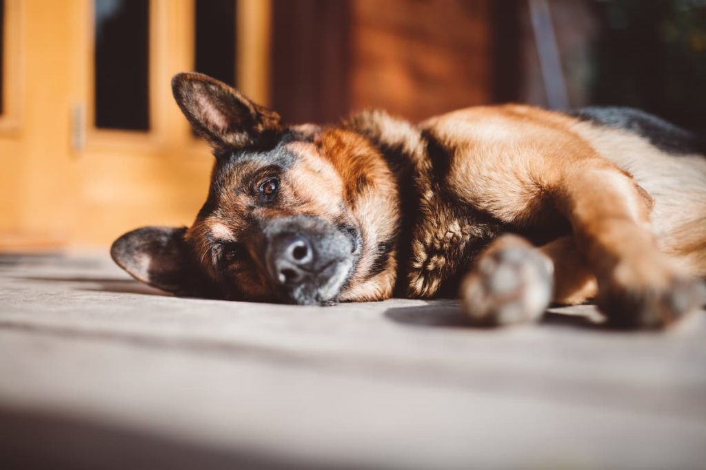 pastor aleman como perro de guardia